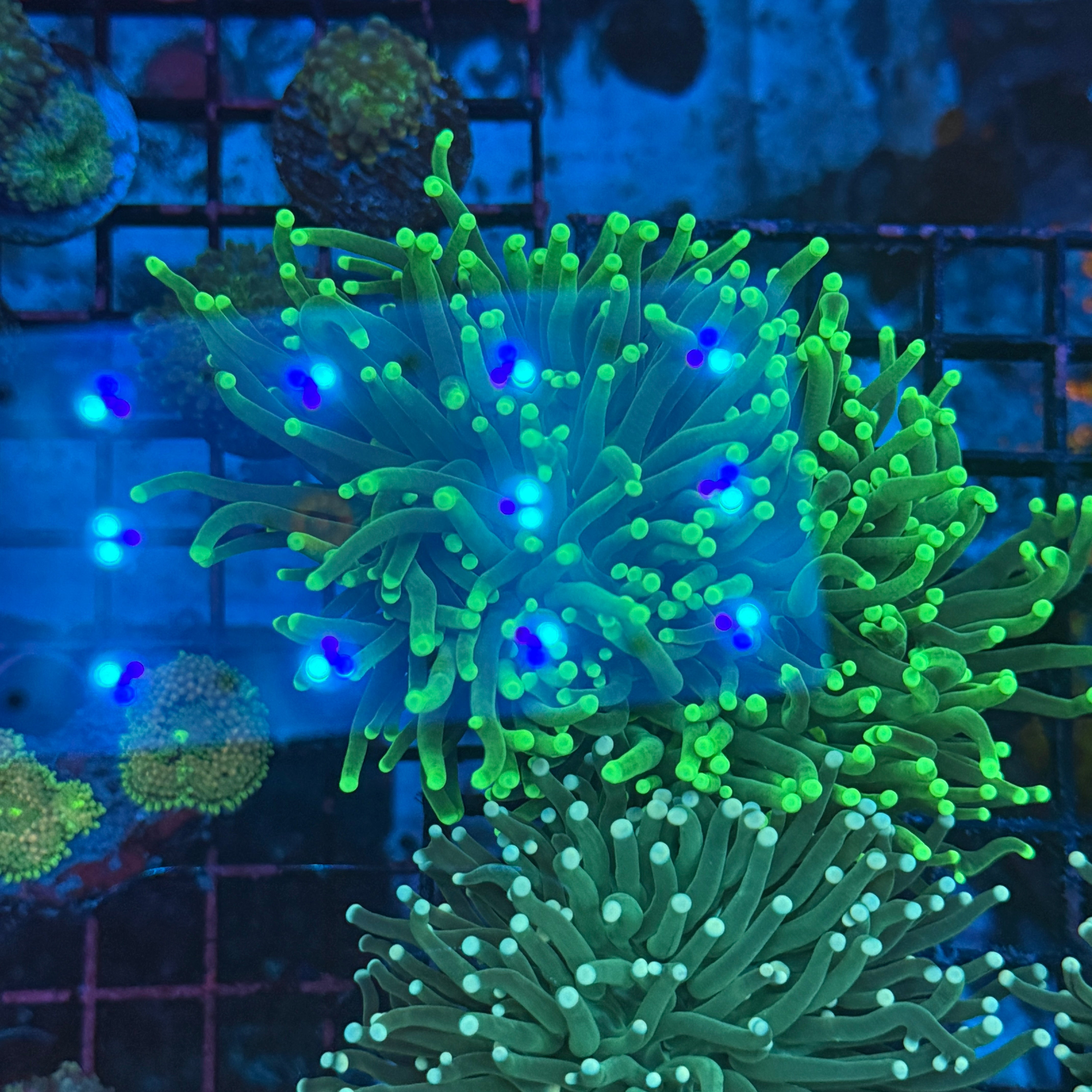 Green with Light Tips Indo Torch Coral T1A4