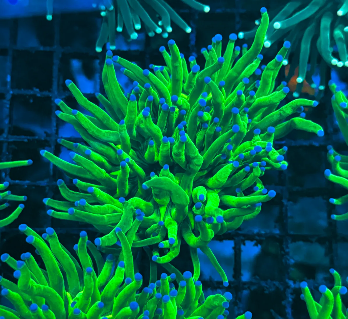 Bright Lime with Blue Tips Indo Torch Coral T1B2