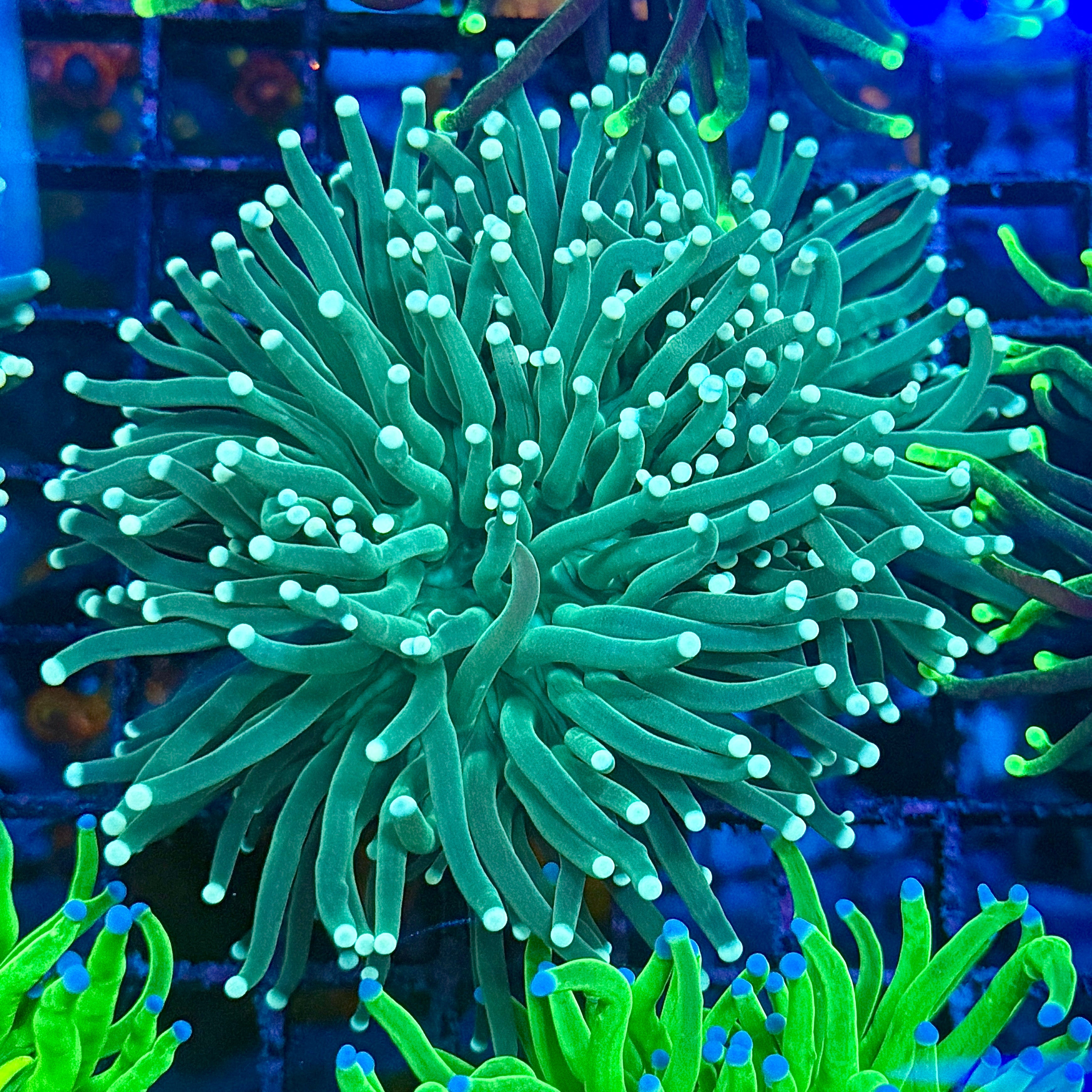 Deep Green with Light Tips Indo Torch Coral T1C3
