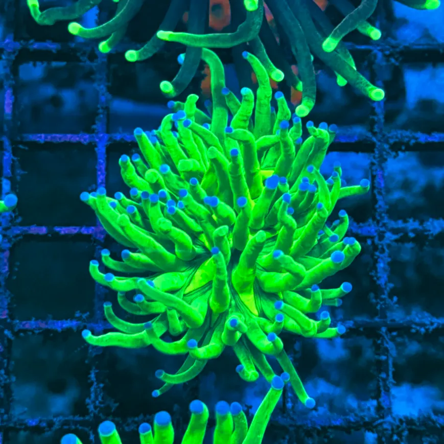 Bright Key Lime with Blue Tips Torch Coral T1D2