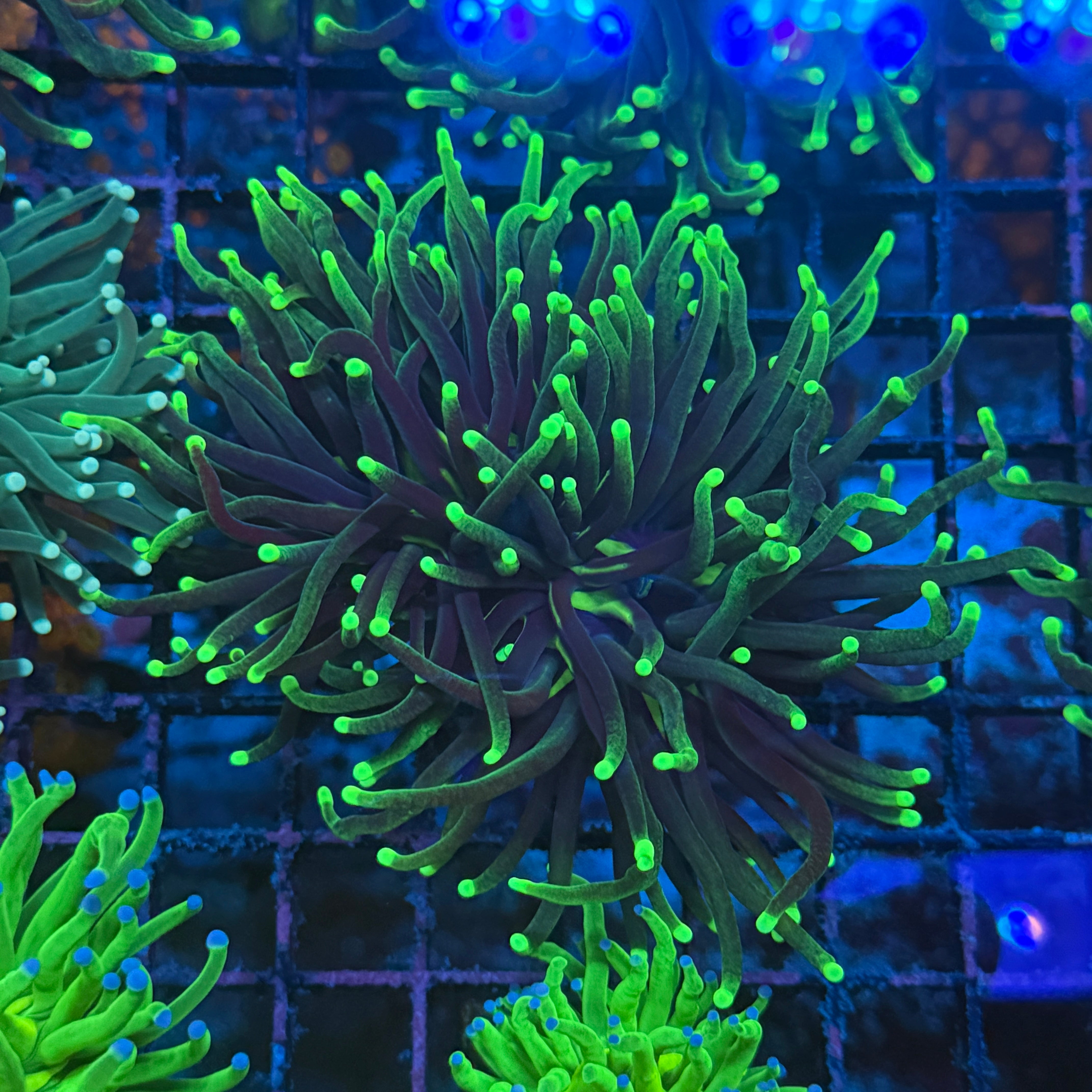 Blacklight Glow Torch Coral T1D3