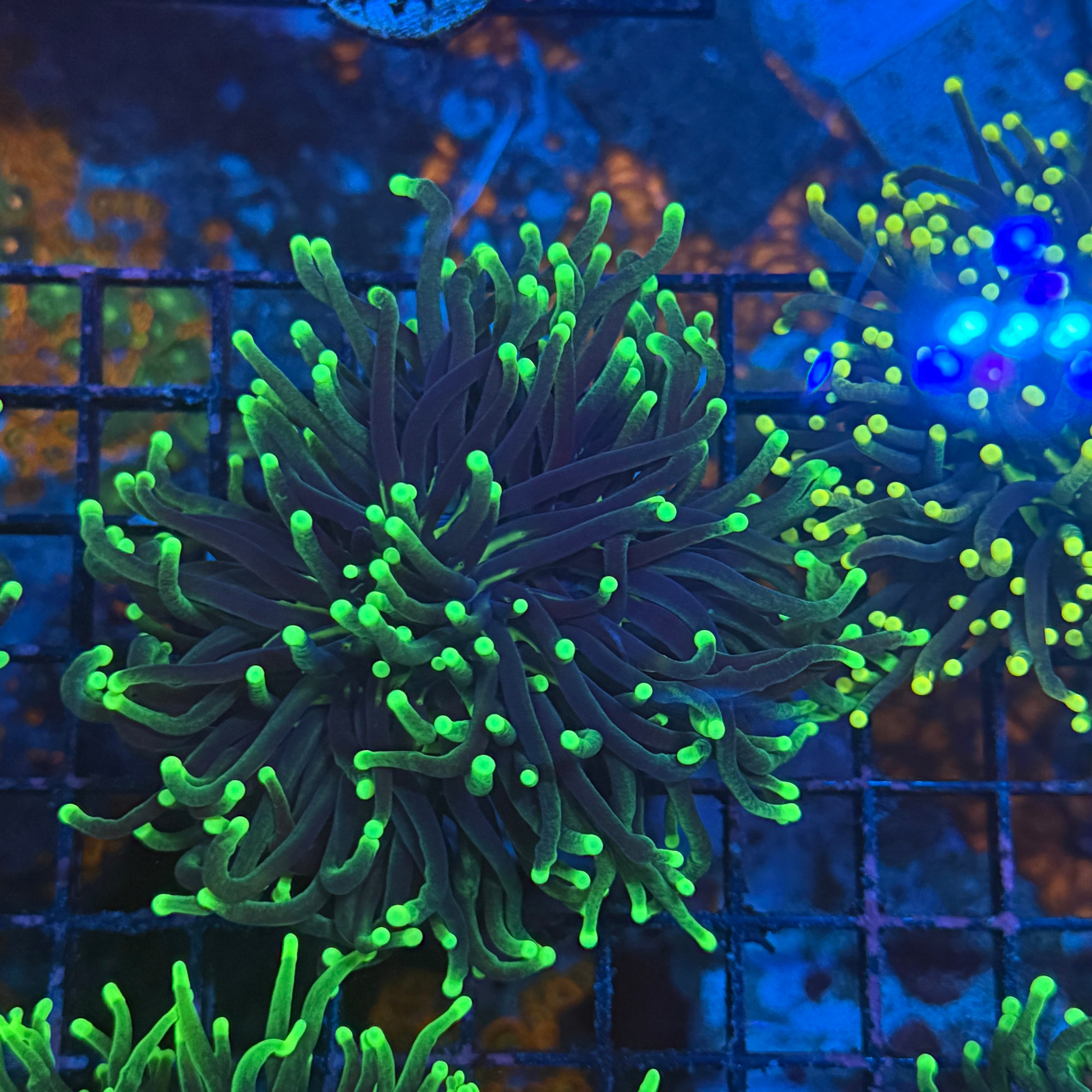 Blacklight Glow Torch Coral T1D4