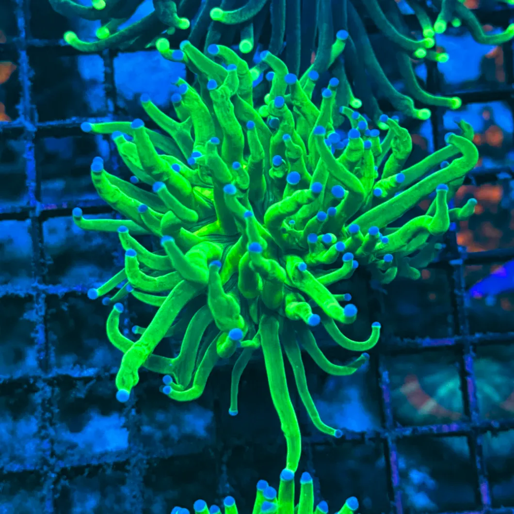 Bright Key Lime with Blue Tips Torch Coral T1E2