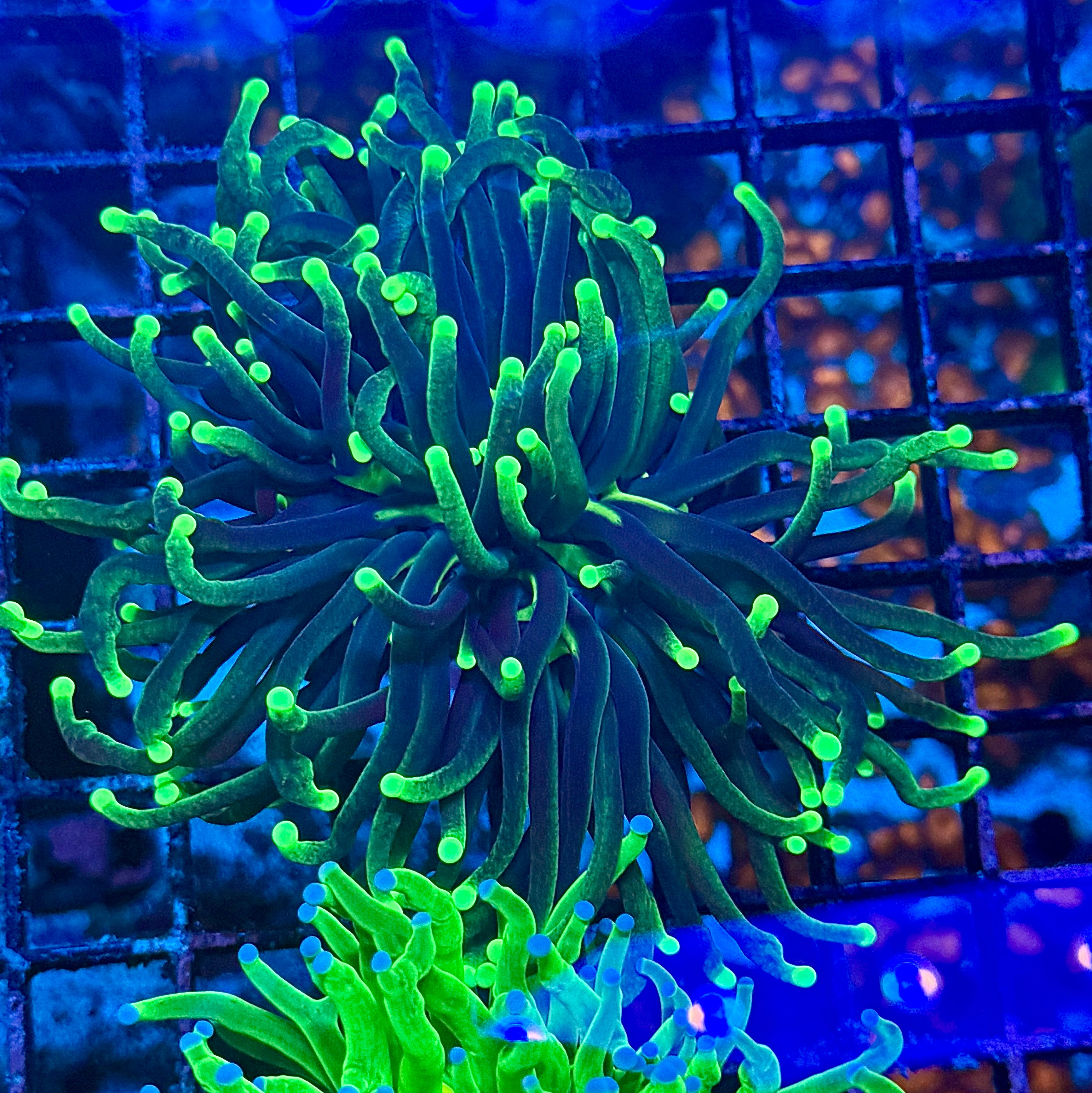 Ultra Hurricane Joker Torch Coral T1E3