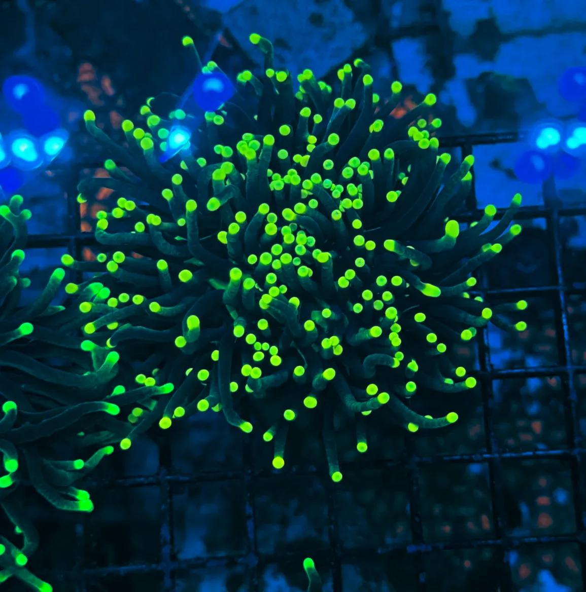 Black Light Glow Torch Coral T1E4