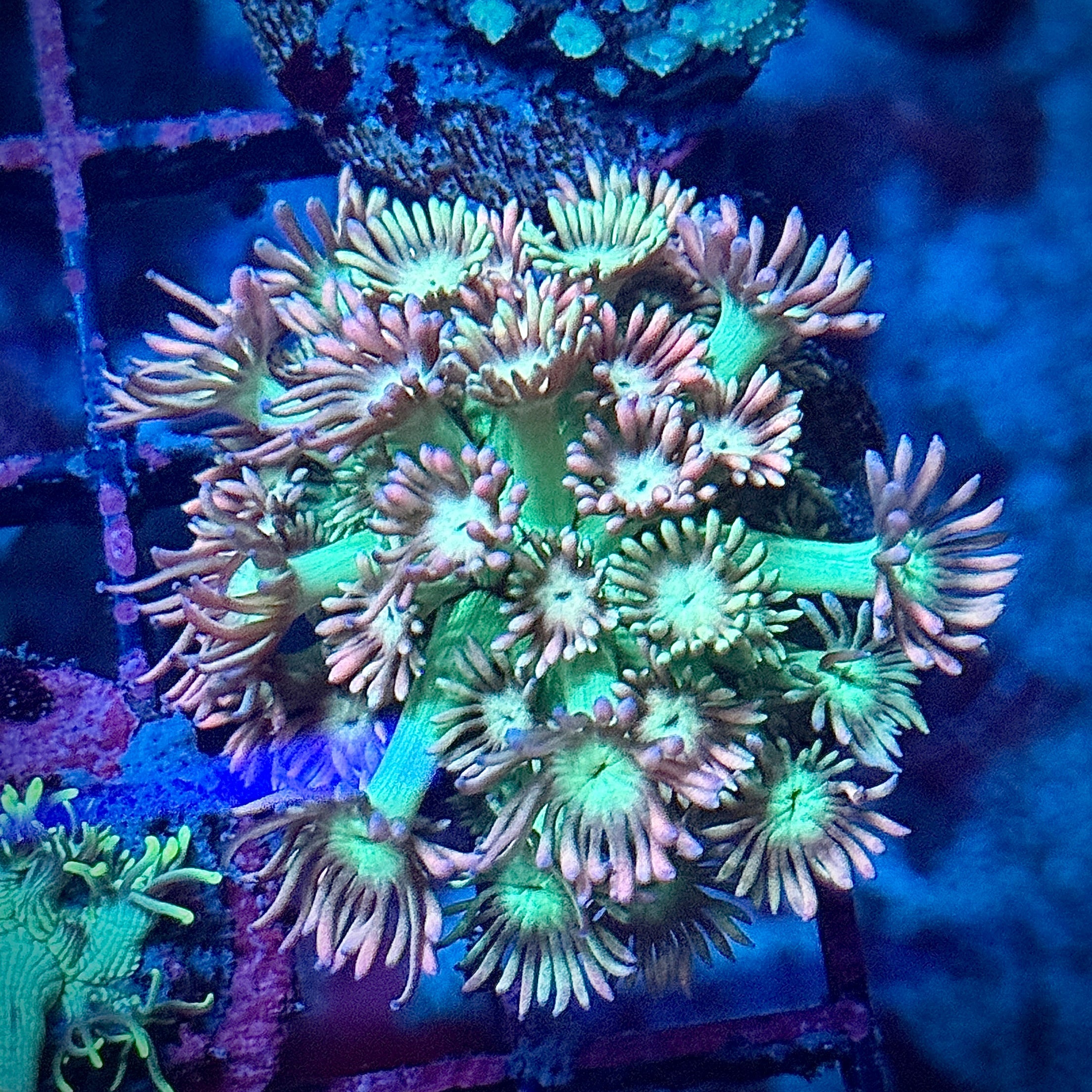 Lakeside Reefing Rainbow Tips Goni Coral Frag Coral