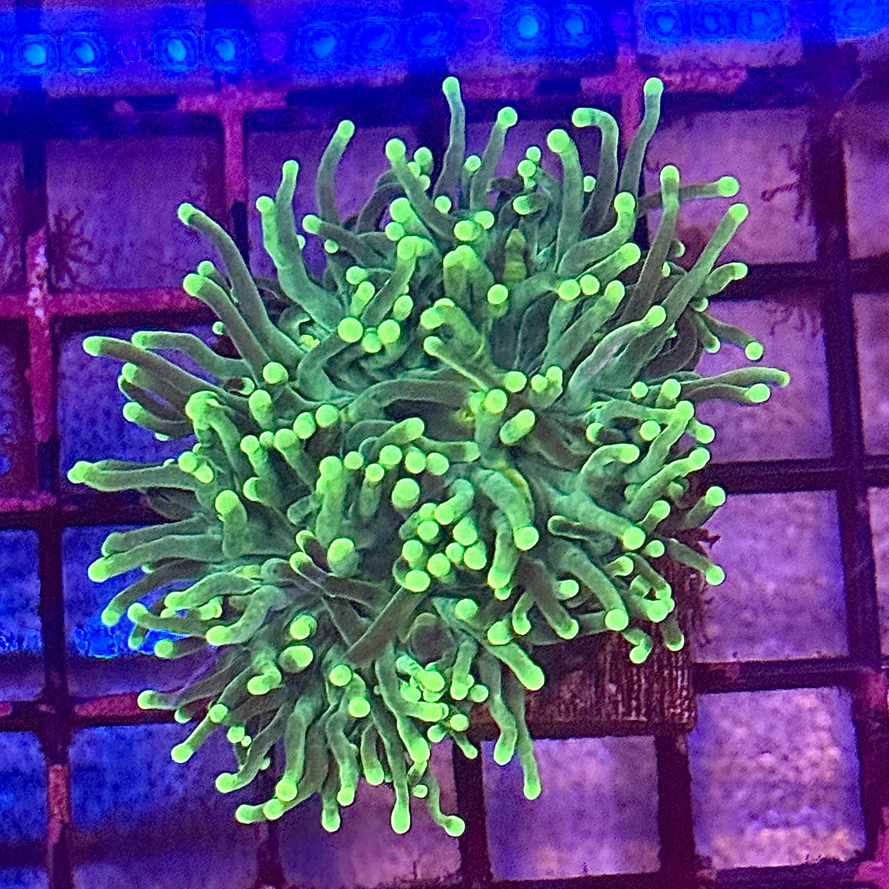 Green with Light Tips Torch Coral R4B4