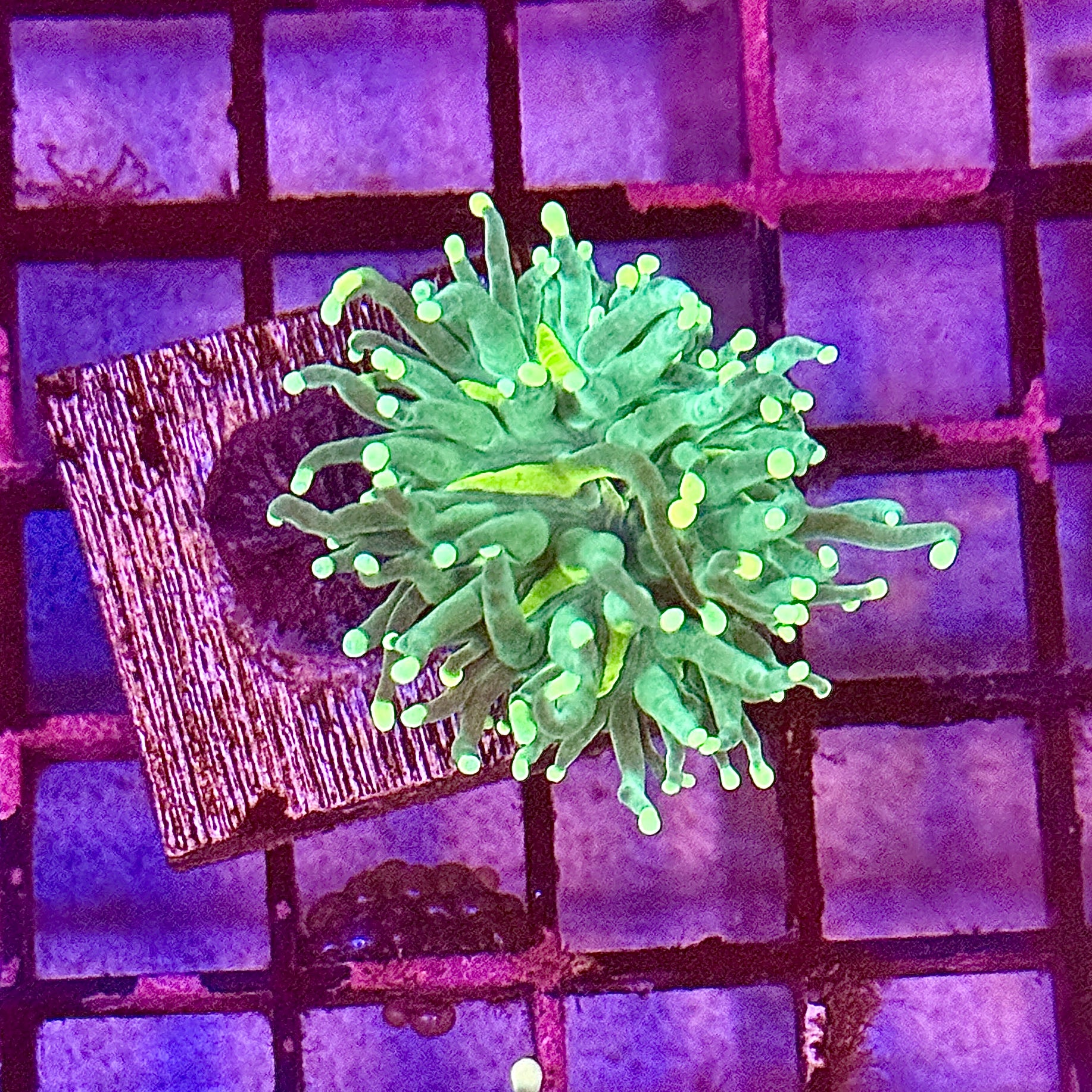 Green with Pink Tips Torch Coral R4B6
