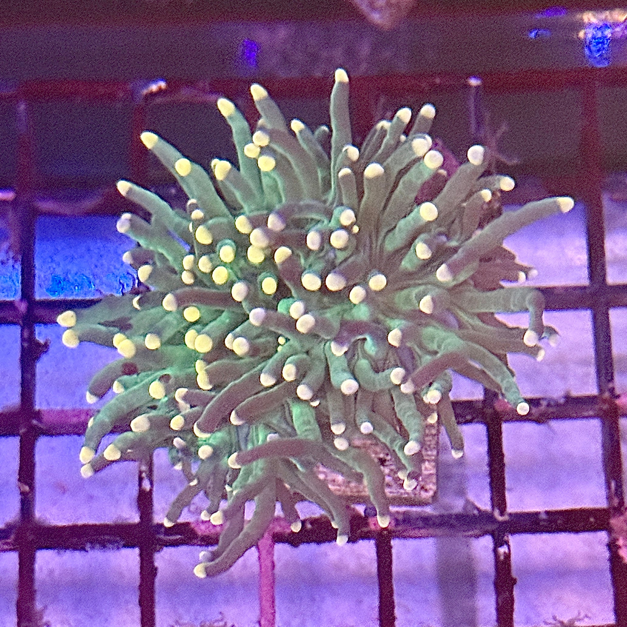 Green with Pink Tips Torch Coral R4B7
