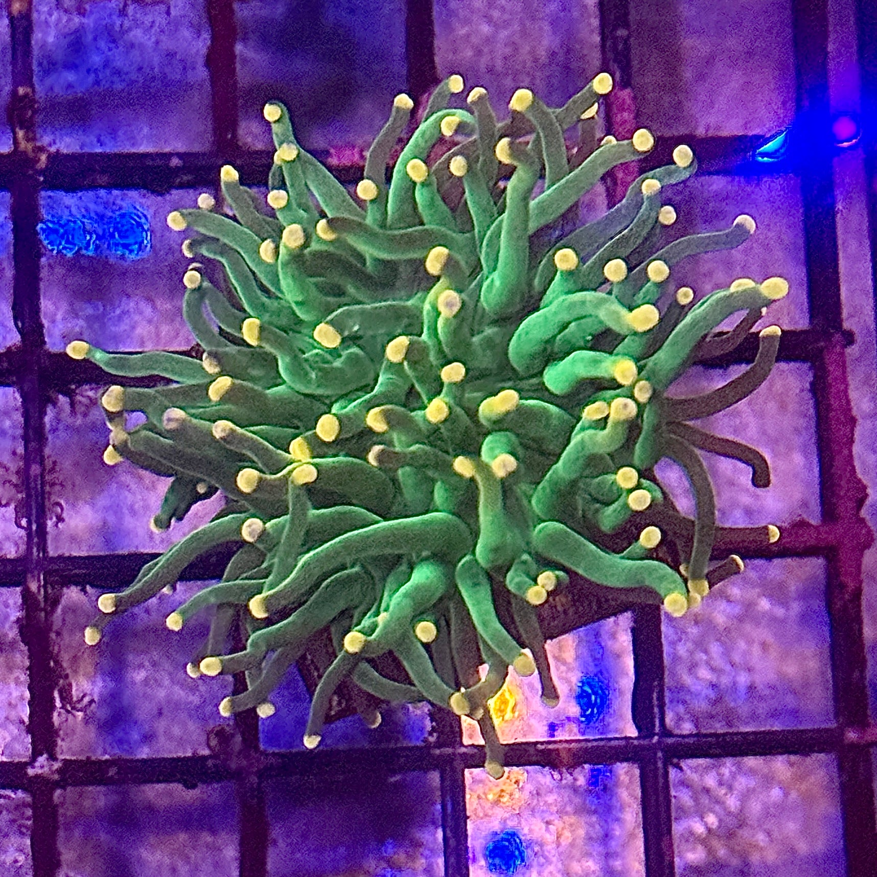 Green with Pink Tips Torch Coral R4C3