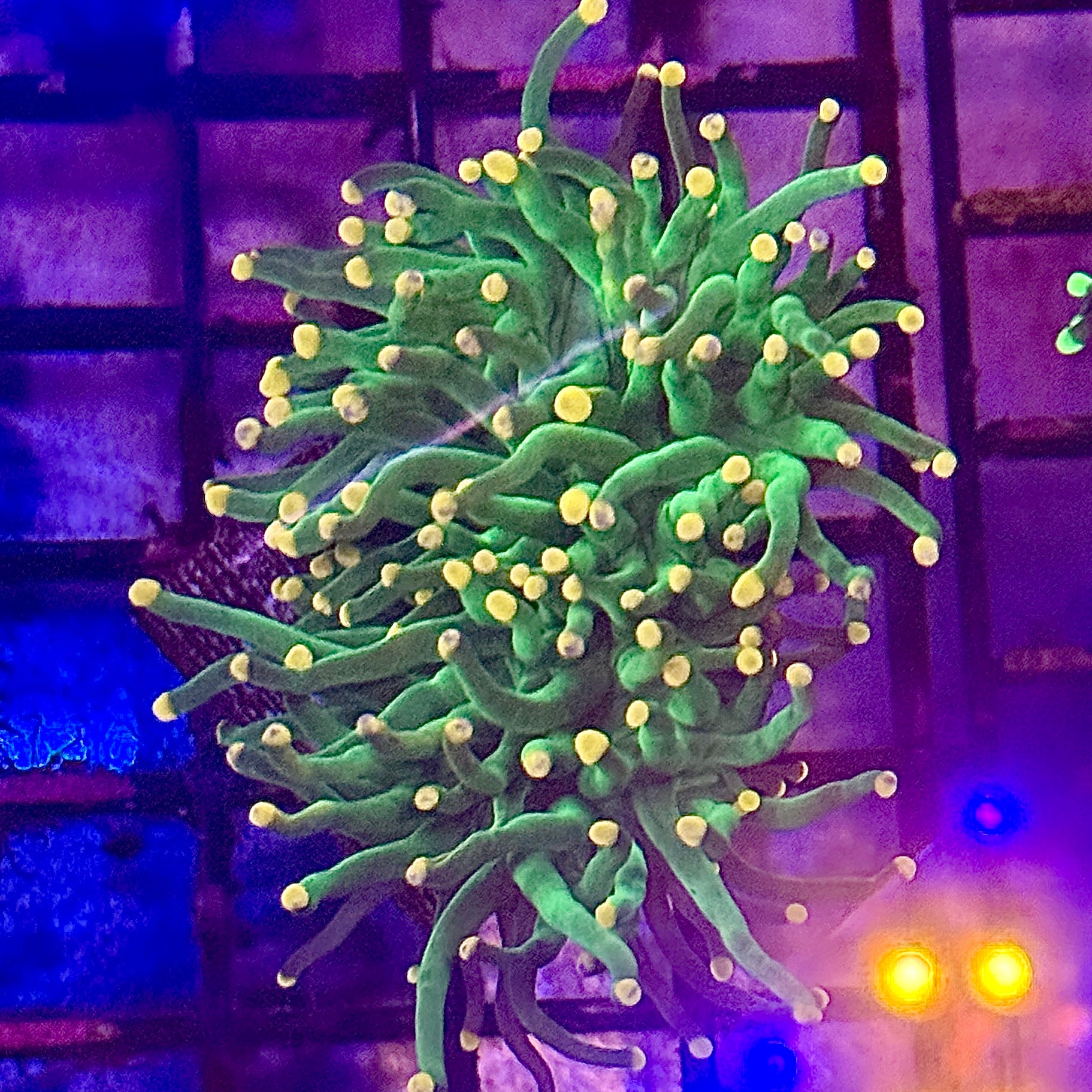 Green with Pink Tips Torch Coral R4C4