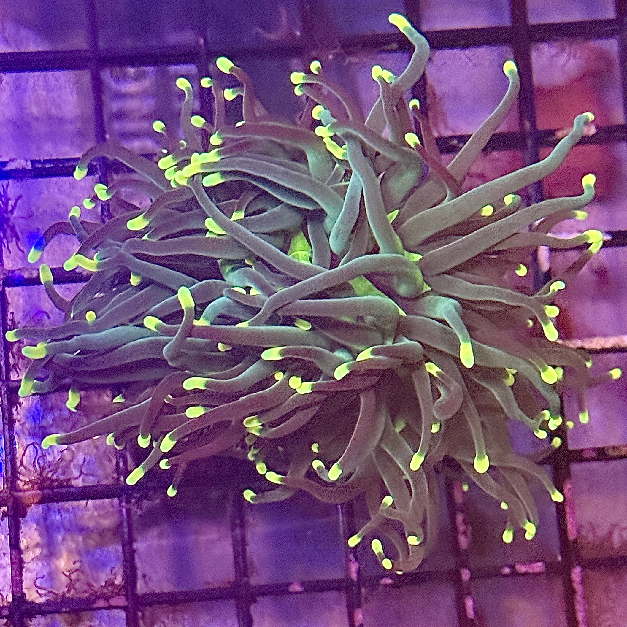 Indo Rasta Torch Coral R6B3