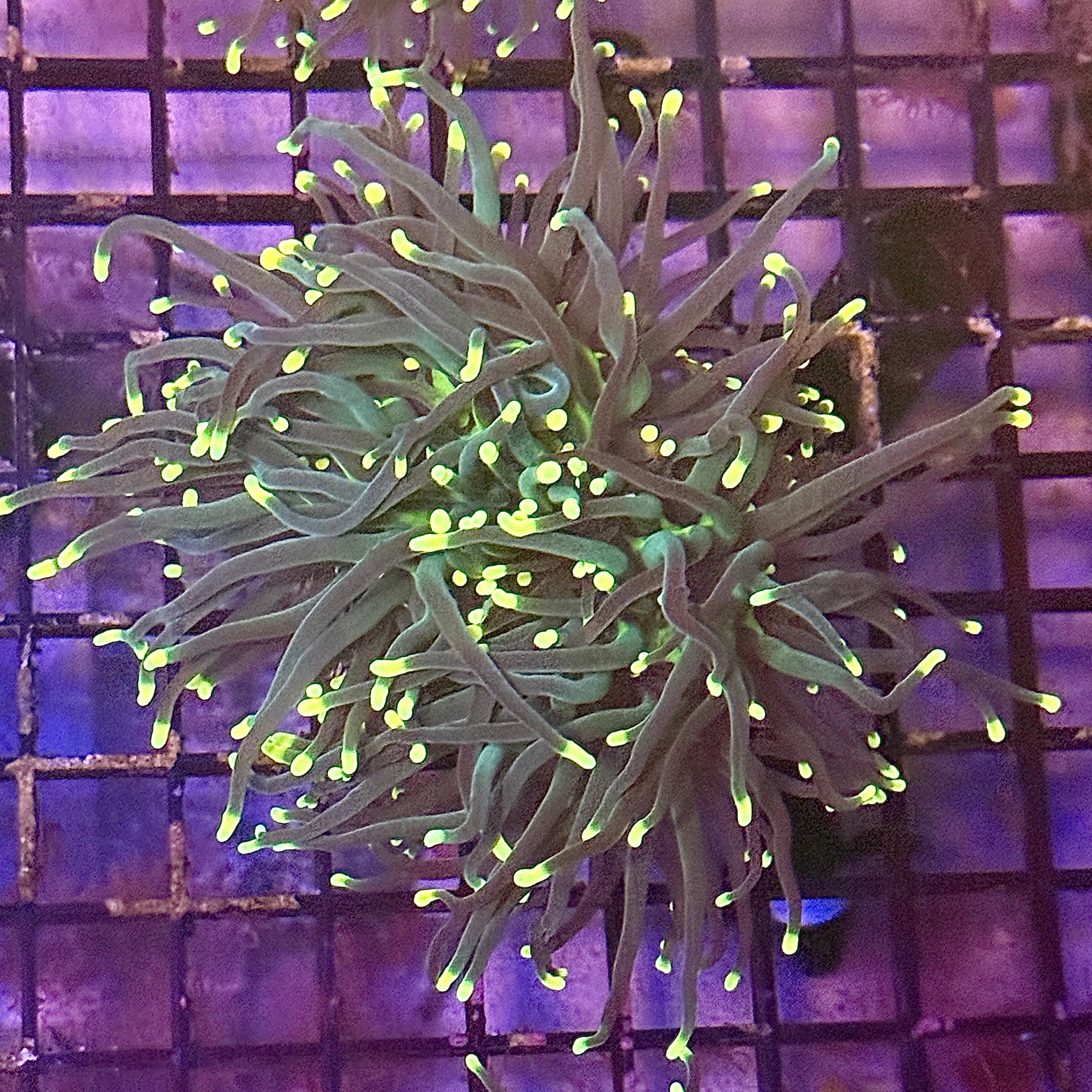 Indo Rasta Torch Coral R6B5
