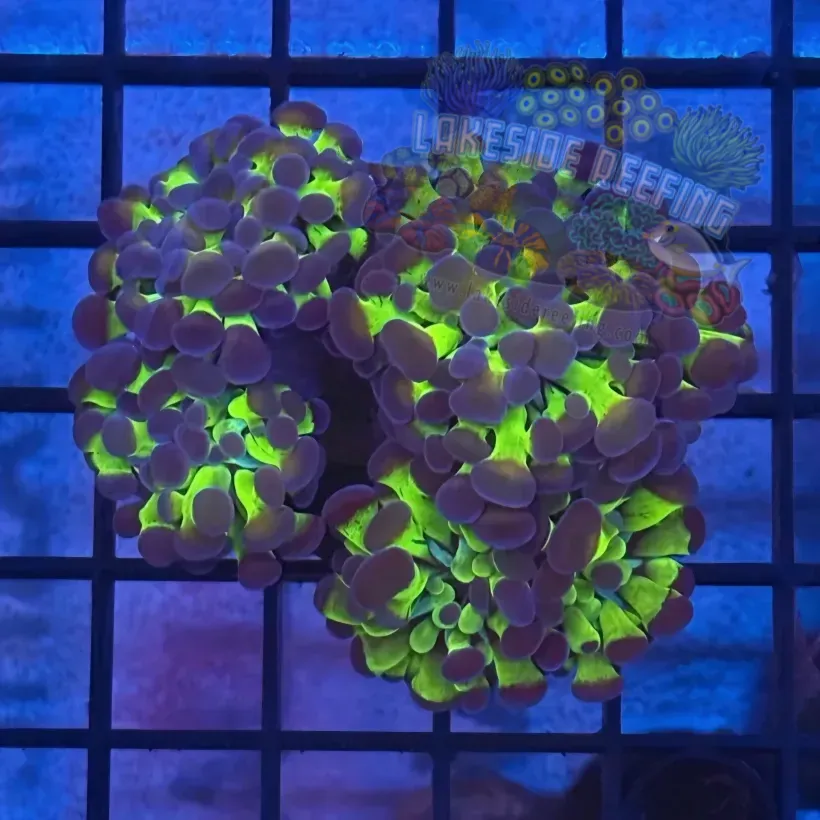 Aquacultured Bi Color Metallic Hammer R3A2