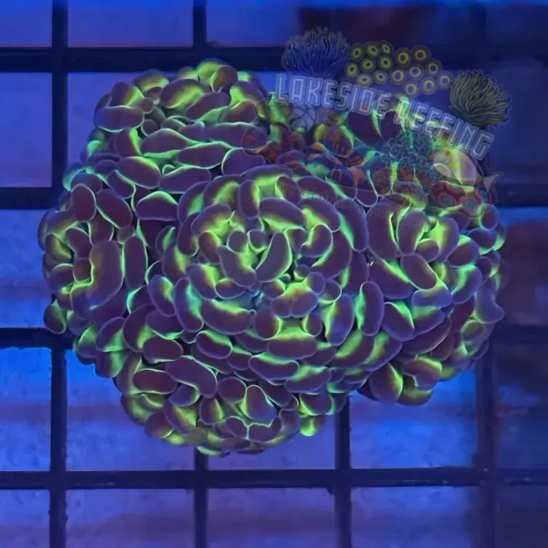 Lakeside Reefing Aquacultured Hologram Metallic Hammer R3A3 Coral