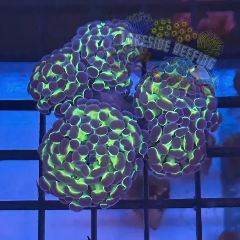 Aquacultured Hologram Metallic Hammer R3A6