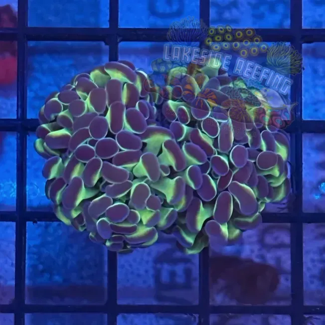 Aquacultured Hologram Metallic Hammer R3B1