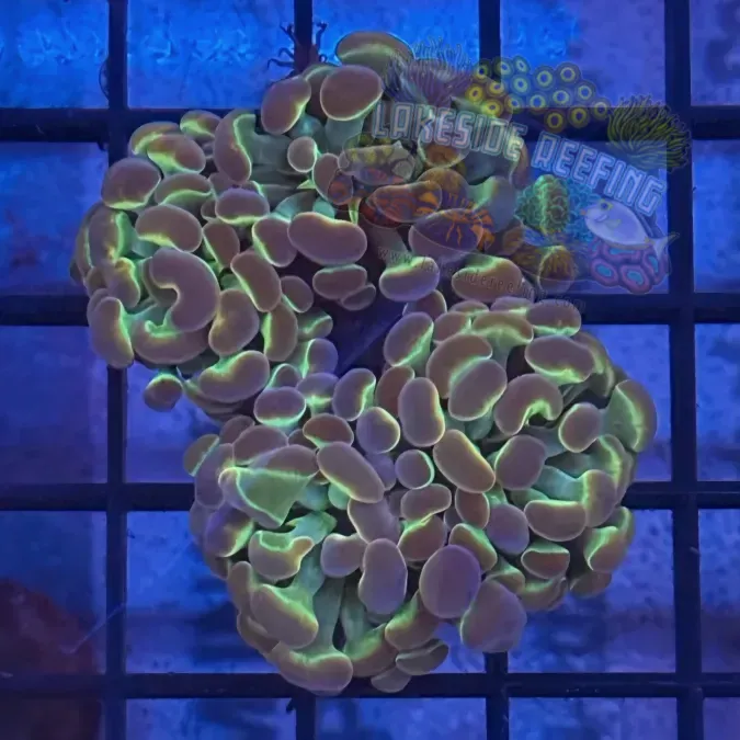 Lakeside Reefing Aquacultured Hologram Gold Metallic Hammer R3B2 Coral