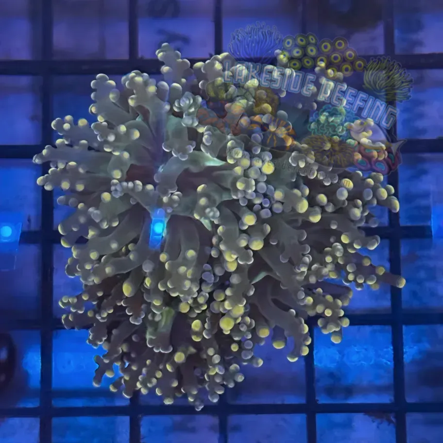 Aquacultured Pink Tip Octospawn R3B4