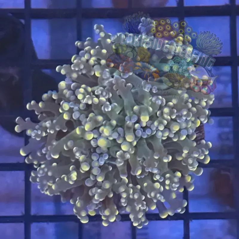 Aquacultured Pink Tip Octospawn R3B5