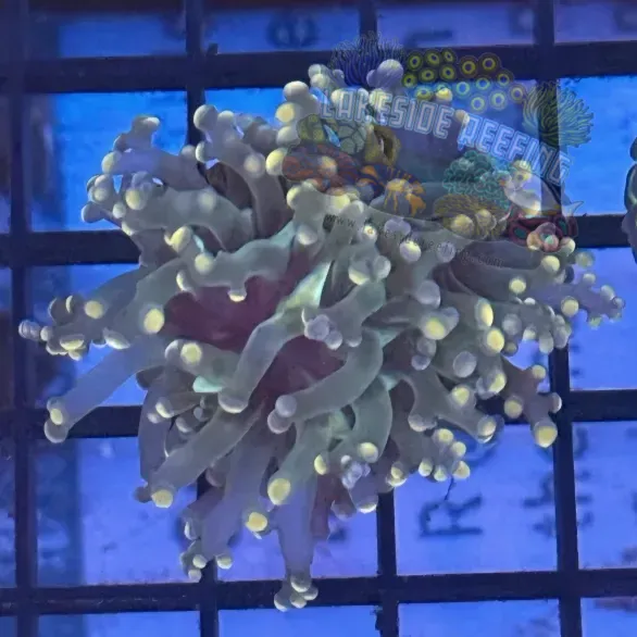 Lakeside Reefing Aquacultured Pink Tip Octospawn R3B6 Coral