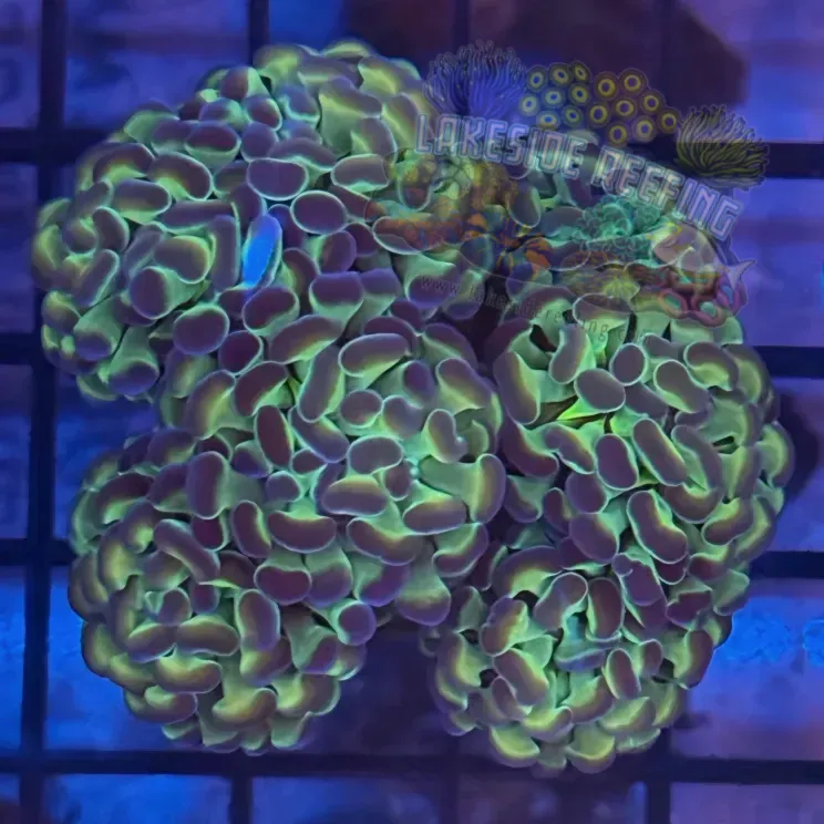 Aquacultured Hologram Metallic Hammer R3C4