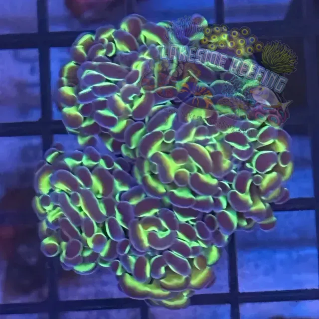 Aquacultured Hologram Metallic Hammer R3C5