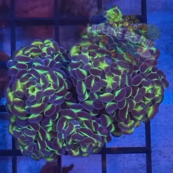 Lakeside Reefing Aquacultured Metallic Hologram Hammer R3D3 Coral