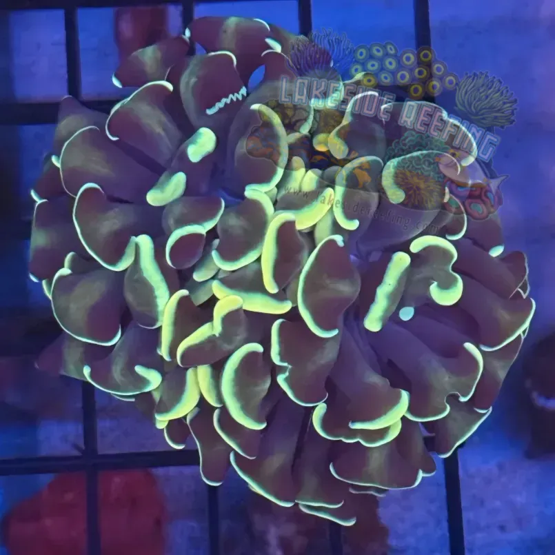 Lakeside Reefing Aquacultured Gold Honeycomb Hammer R3D5 Coral
