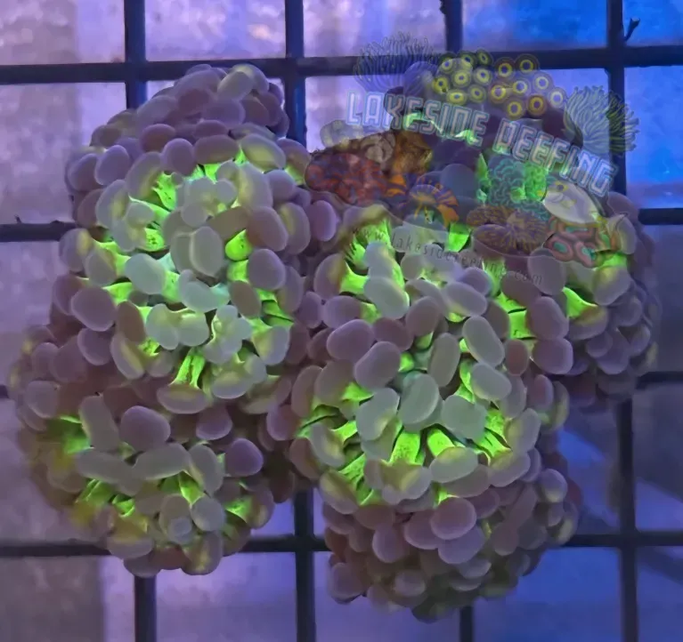 Aquacultured Ultra Bi Color Metallic Hammer R2A1