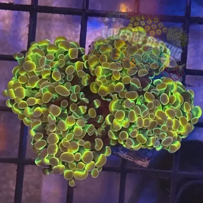 Aquacultured Ultra Gold Hologram Hammer R2A2