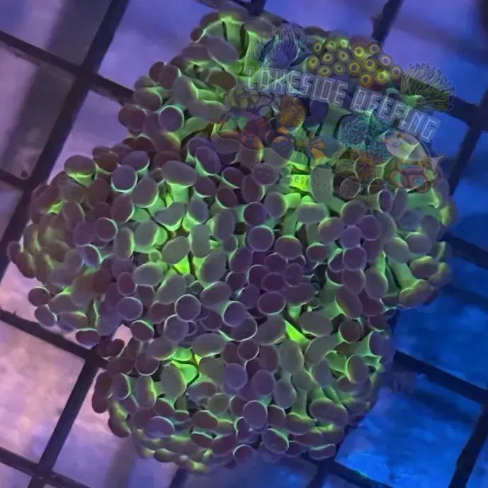 Aquacultured Ultra Bi Color Metallic Hammer R2A6
