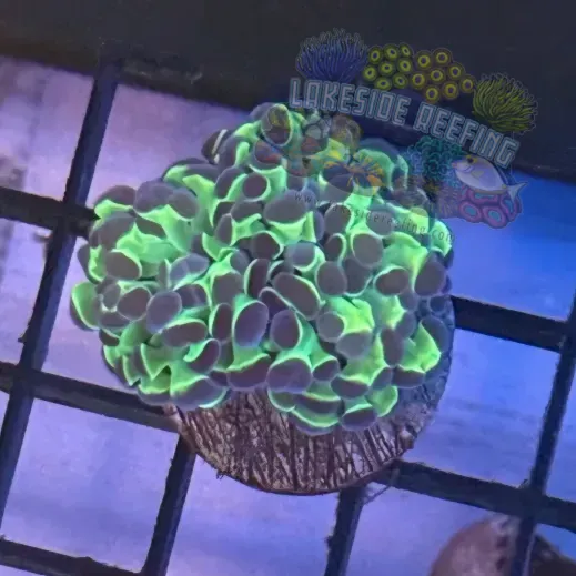 Aquacultured Ultra Bi Color Metallic Hammer R2A8
