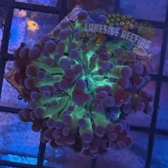 Lakeside Reefing Aquacultured Bi Color Octospawn R2B2 Coral