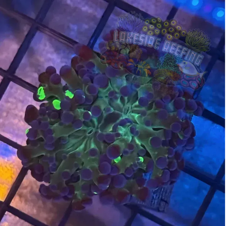 Lakeside Reefing Aquacultured Bi Color Grafted Octospawn R2B4 Coral