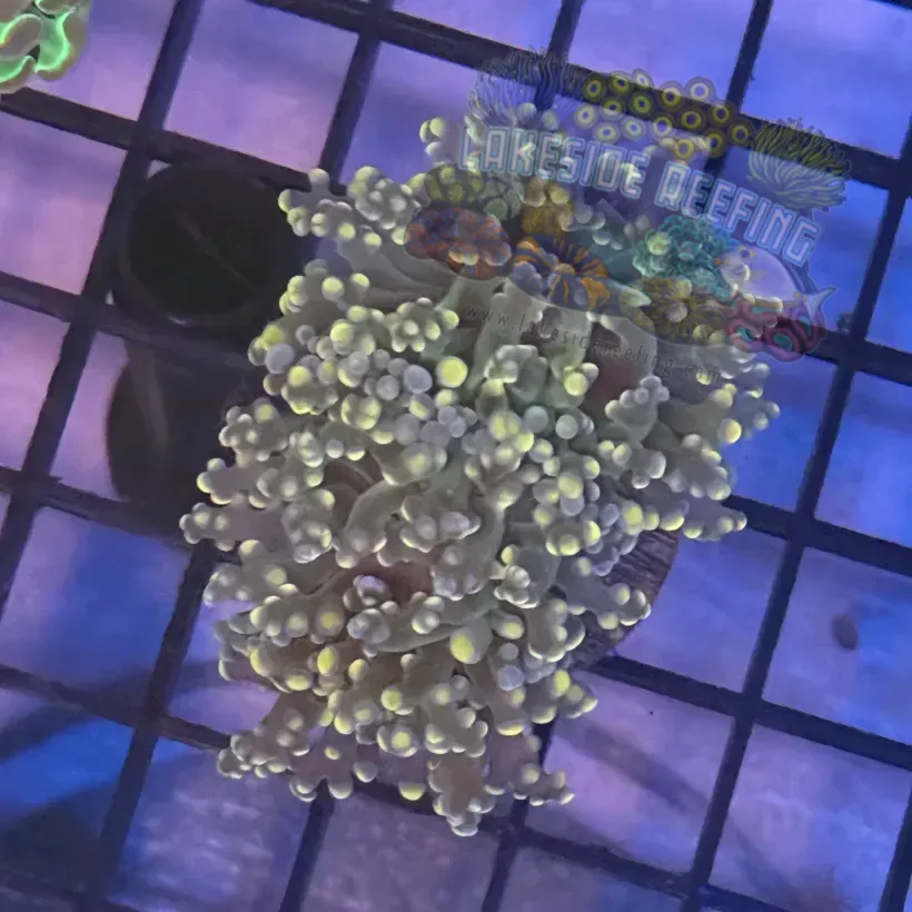Aquacultured Pink Tip Octospawn R2B6