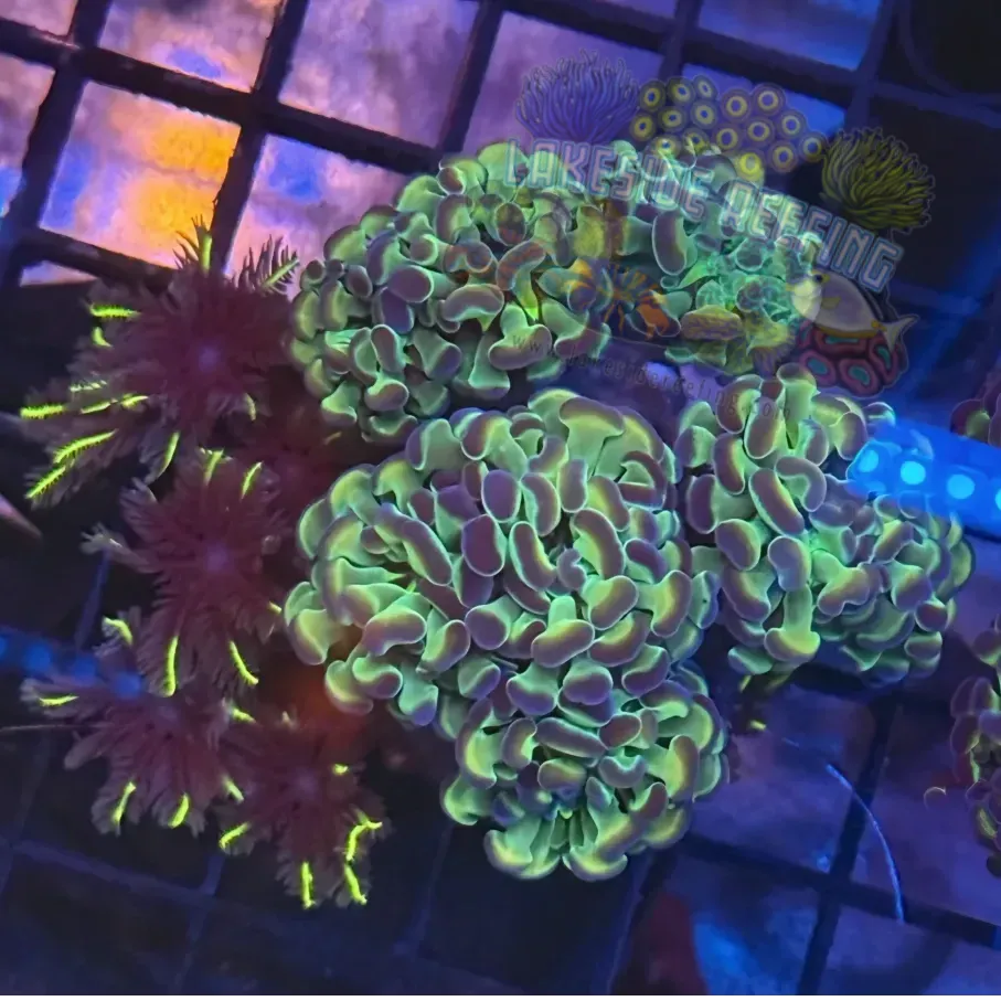 Lakeside Reefing Aquacultured Hologram Metallic Hammer with Fireworks Clove Polyps R2C1 Coral