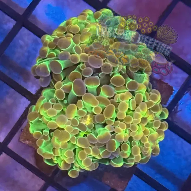 Lakeside Reefing Aquacultured Ultra Gold Hologram Metallic Hammer R2C3 Coral