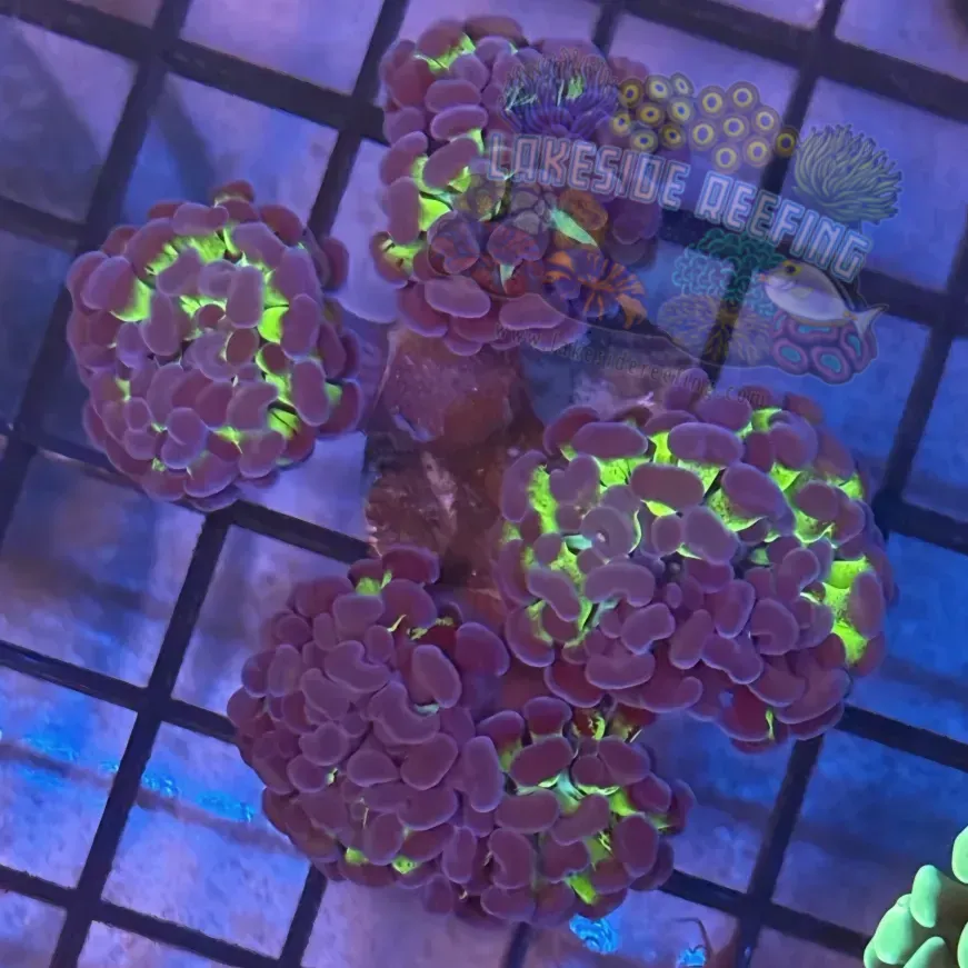 Lakeside Reefing Aquacultured Bi Color Metallic Hammer R2C5 Coral