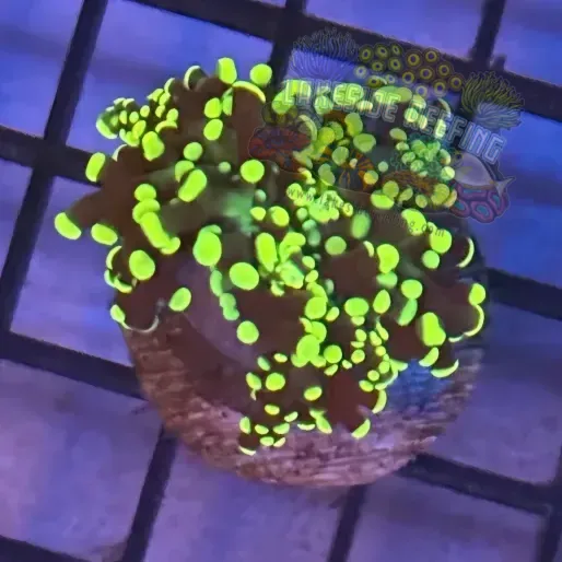 Aquacultured Purple and Yellow Tip Octospawn R2C6