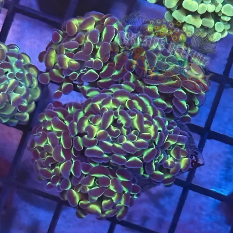 Lakeside Reefing Aquacultured Ultra Bi Color Metallic Hammer R2D1 Coral