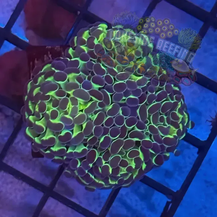 Lakeside Reefing Aquacultured Bi Color Metallic Hammer R2D4 Coral