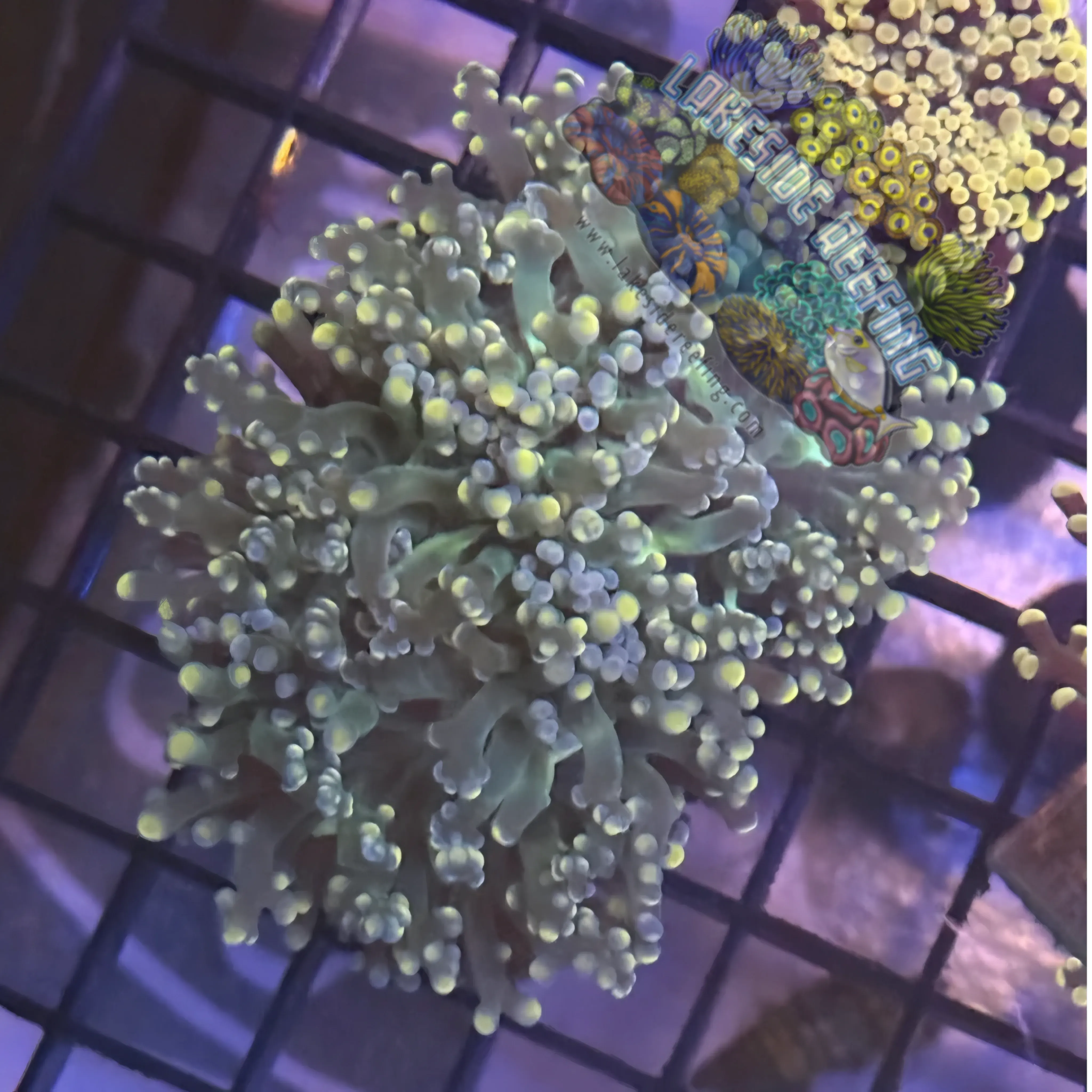Lakeside Reefing Aquacultured Peach Tip Octospawn R1A1 Coral