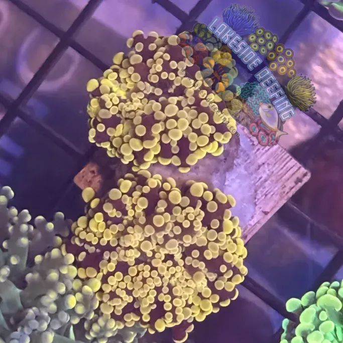 Aquacultured Pink Tip Octospawn R1A2