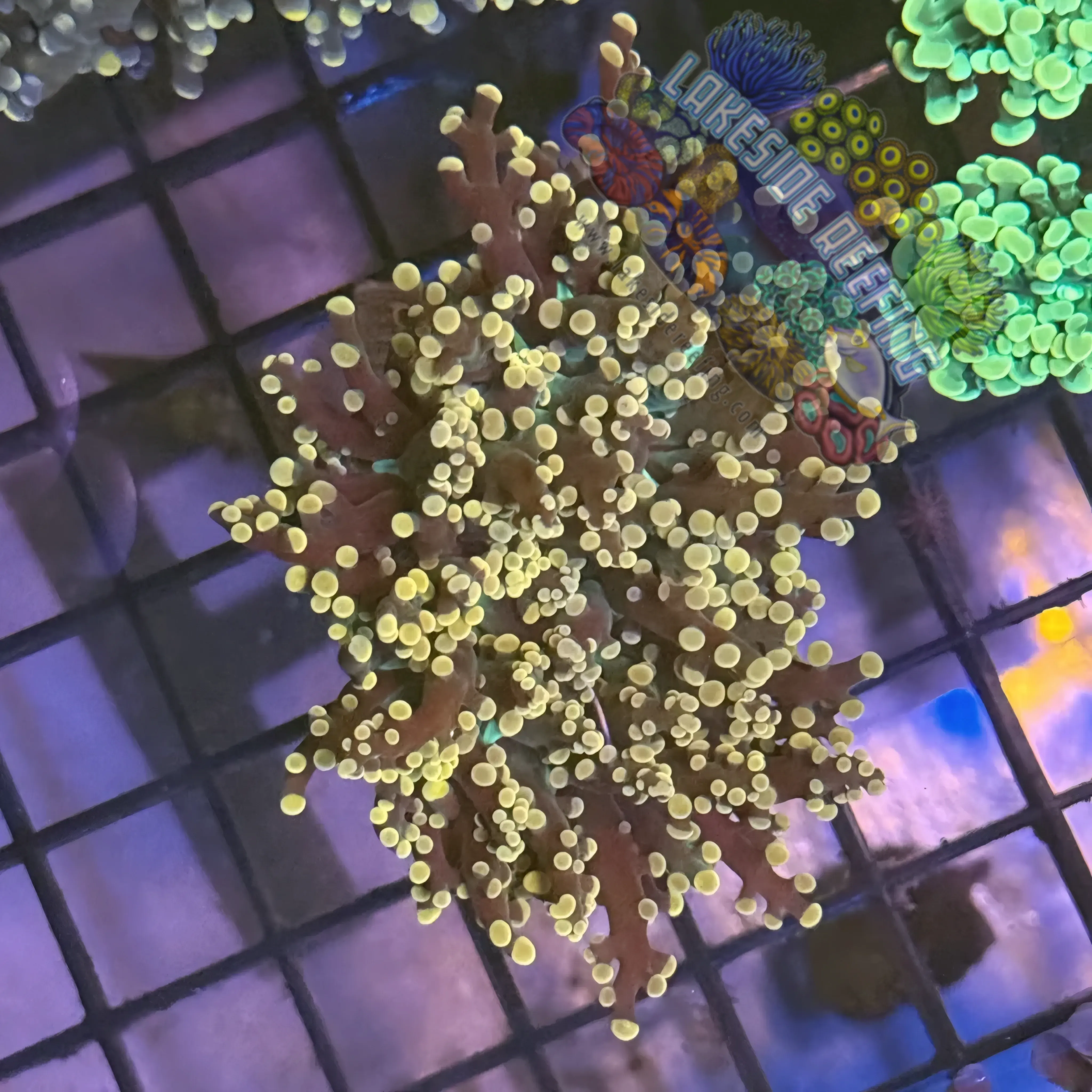 Aquacultured Pink Tip Octospawn R1B1