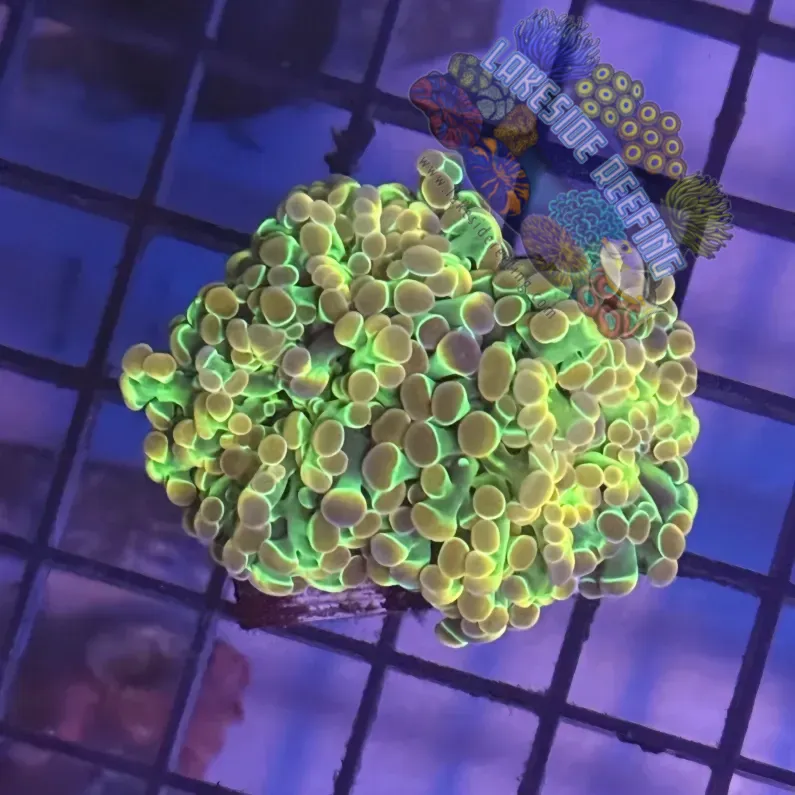 Lakeside Reefing Aquacultured Ultra Gold Hologram Hammer R1B6 Coral