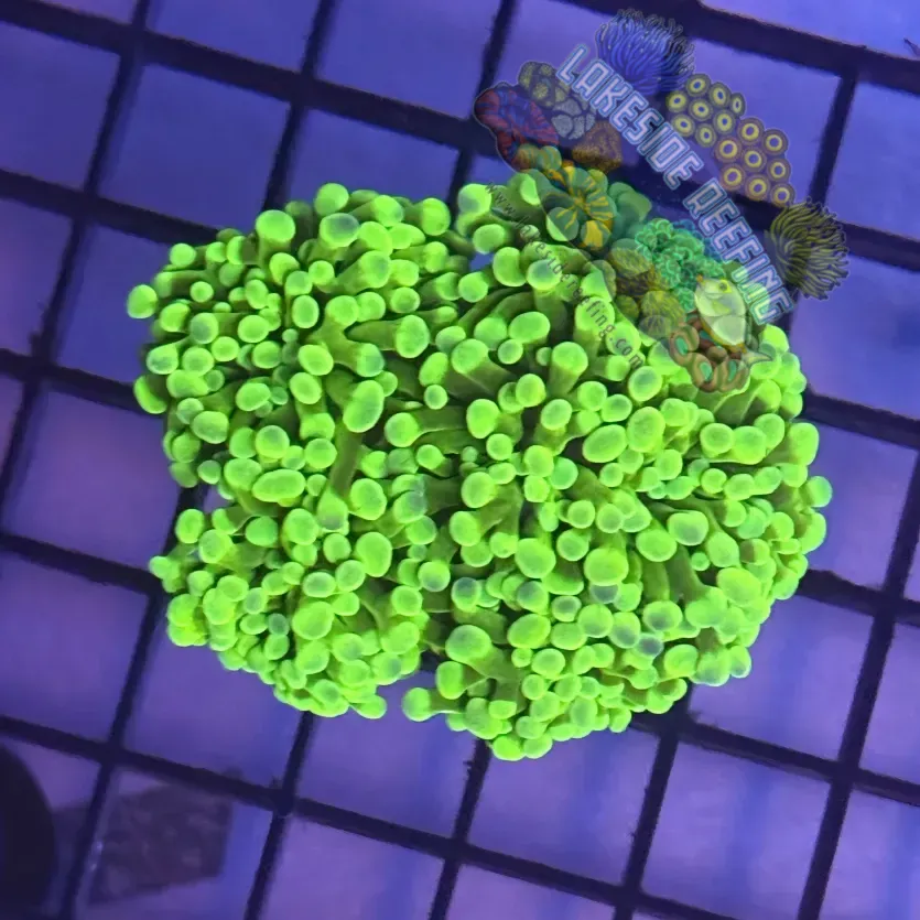 Aquacultured Ultra Bright Neon Green Hammer R1B7