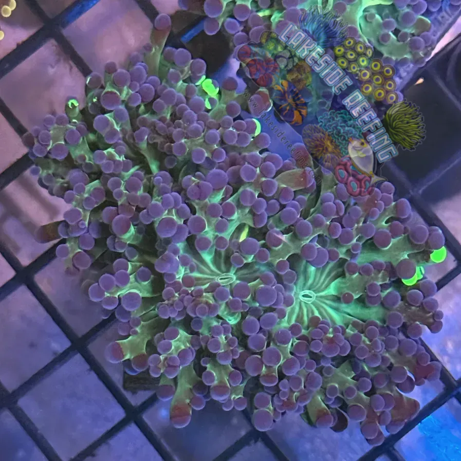 Lakeside Reefing Aquacultured Ultra Bi Color Grafted Octospawn R1C1 Coral