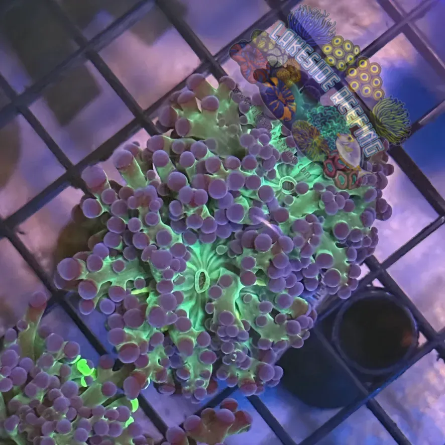 Aquacultured Ultra Bi Color Grafted Octospawn R1C2
