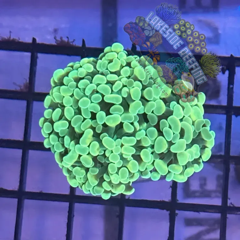 Aquacultured Ultra Green Metallic Hammer R1C6